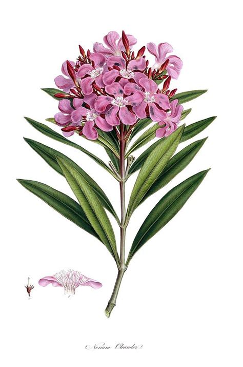 Nerium Oleander Photograph By Natural History Museum Londonscience