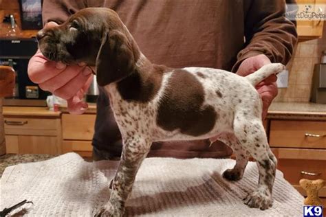 Brutus is about 55lbs and great with people and other dogs! German Shorthaired Pointer Puppies For Sale kontac 101038