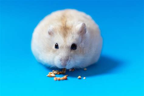 Dwarf Hamster Eats Seeds On Blue Background Copy Of Space Stock Photo