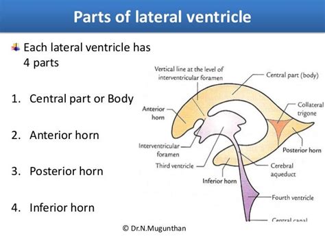 Lateral Ventricle Of Brain By Drnmugunthanms