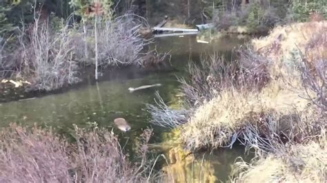 Beaver Hunting With A 22lr YouTube