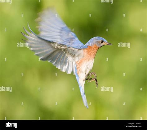 Eastern Bluebird In Flight Stock Photo Alamy