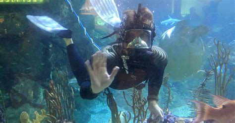 Other experiences similar to aquaria klcc admission tickets. Naui Scuba Diving Jobs - Memugaa