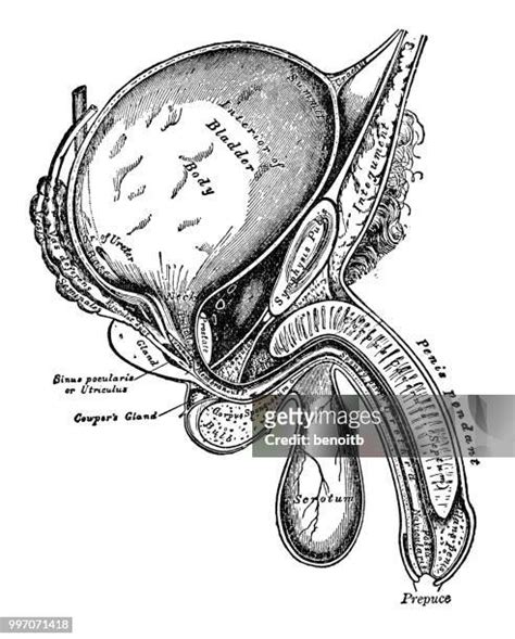 1016 Male Reproductive Organ High Res Illustrations Getty Images