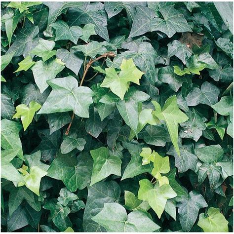 English Ivy Rooted Cuttings Hedra Helix Hardy Groundcover