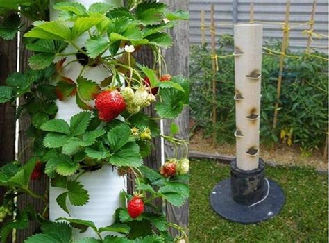 How To Make A Vertical Strawberry Tube Planter Home