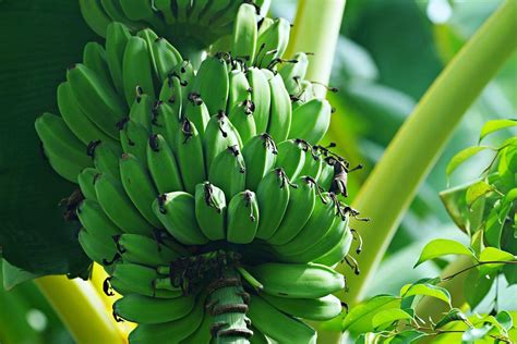 Pictures Of Banana Tree