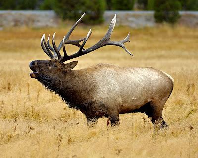 Elks are the largest animals in the deer family. Elk | Animal Amazing & Interesting Facts | The Wildlife