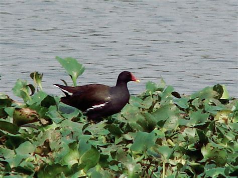 Santragachi Jheel Indian Common Morhen Local Water Birds Flickr