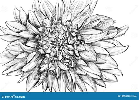 Monochrome Flower Hand Drawn Illustration Stock Photo Image 19658270