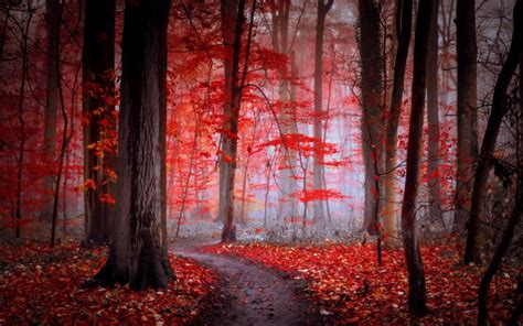 Hd Path In The Red Forest Wallpaper Download Free 148627