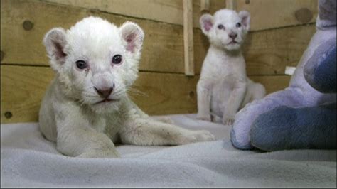 Rare White Lion Cubs Make Zoo Debut Nbc News
