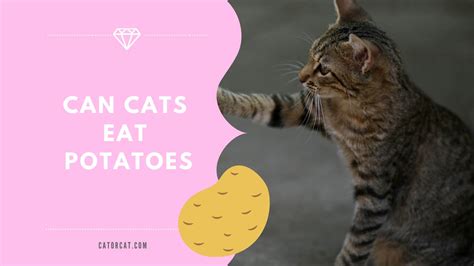I had a cat who that notwithstanding, cats might like to play with raw sweet potatoes but they are not good food for cats. Can Cats Eat Potatoes? Are They Healthy And Safe? | Raw vs ...
