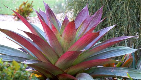 Giant Alcantarea Vriesea Bromeliad Imperialis Showing Winter Color In