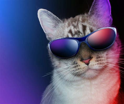 Pin By Julie Trottier On Cool Animals Funny Cat Wallpaper Image Cat