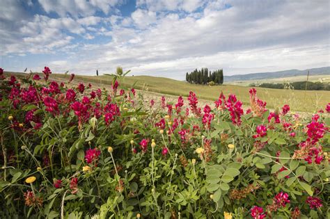 Red Flowers Frame The Gentle Green Hills Of Val Dorcia Unesco World