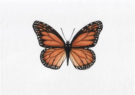 Monarch Butterfly Scientific Illustration