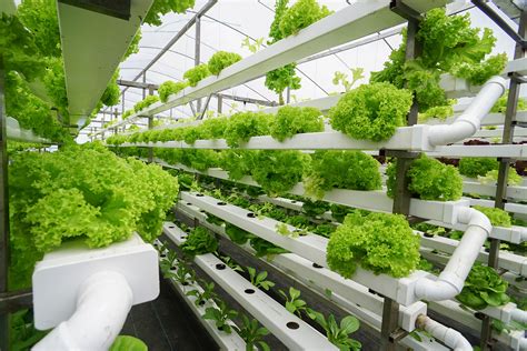 What Are Aquaponics Greenlife 2024 Update