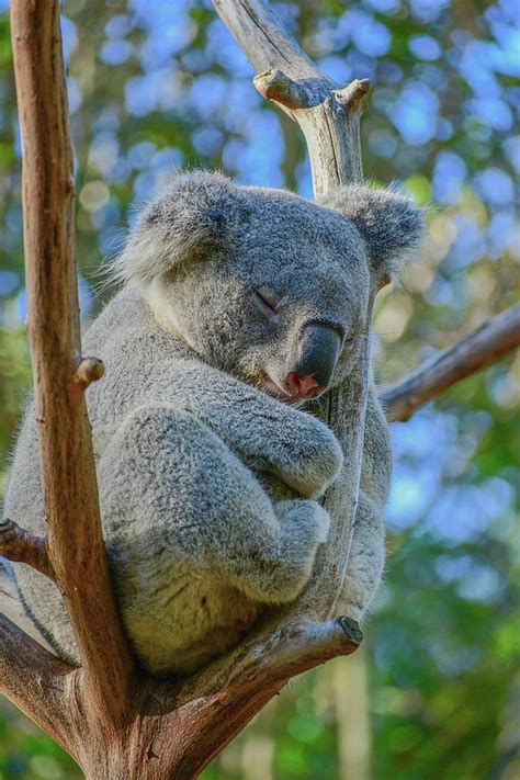 Koalas Sleeping