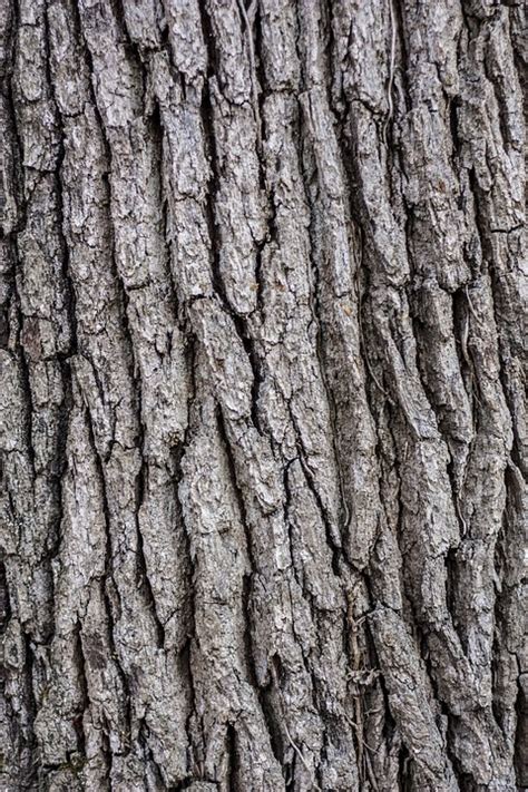Tree Bark Wooden · Free Photo On Pixabay