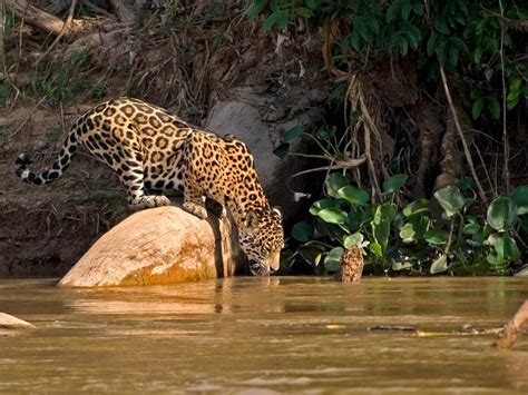 The Jaguar Gets Its Name From The Native American Word