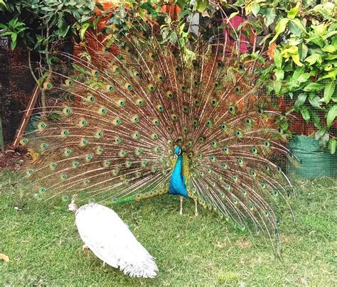 Apakah Warna Telur Burung Merak Cara Menetaskan Telur Burung Merak Archives Hobi Ternak