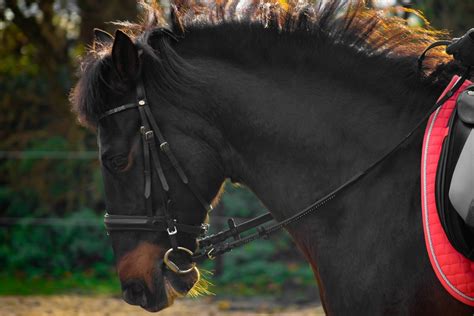 Free Images Work Sunset Train Brown Rein Stallion Mane Ride