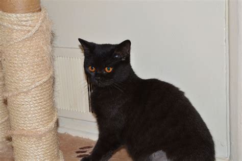 Black British Shorthair Junior Kitten Tamworth
