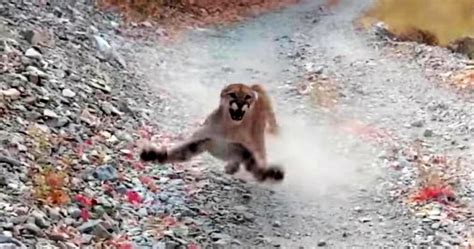 Cougar Stalking Hiker For Minutes Goes Viral And It S Terrifying