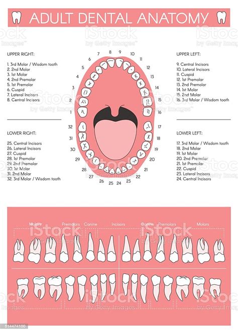 Diagram Human Teeth Aflam Neeeak