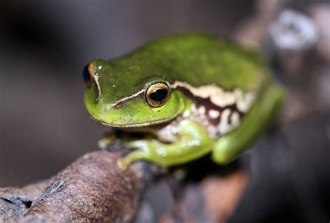 Green Tree Frogs Learn About Nature