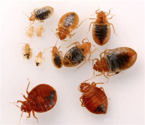 Bed Bug Treatment Pest Control From Aspect