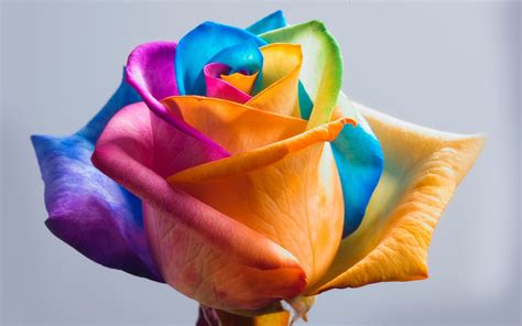 wallpapers: Colorful Rose Wallpapers
