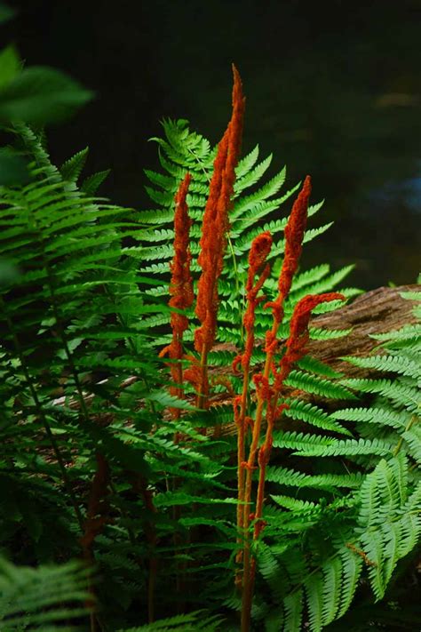 How To Grow And Care For Cinnamon Ferns Gardeners Path