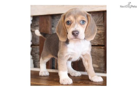 Beagle Puppy For Sale Near Springfield Missouri 155dc927 4141