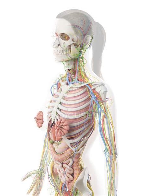 Anatomy internal organs chart, anatomy of internal organs during pregnancy, color atlas of human anatomy internal organs volume 2, thieme atlas of anatomy neck and internal organs pdf, vertebrate anatomy related posts of anatomy of internal organs. Female upper body anatomy and internal organs, computer illustration. — artwork, lungs - Stock ...