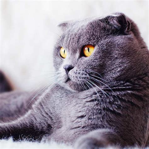 10 Best Cat Breeds For Families I Love My Sweet Cats
