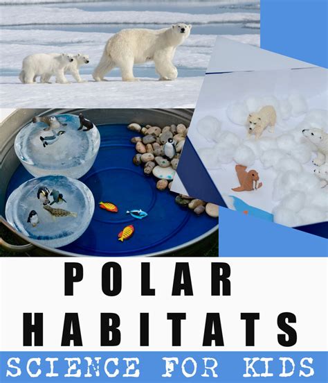Polar Habitats For Kids Shoebox Habitat Artic Animals Arctic