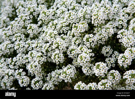 Small White Flowers In A Garden In Central Florida Stock Photo Alamy