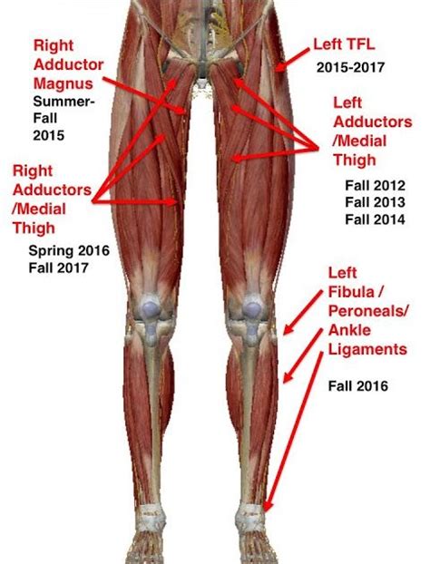 Upper Leg Muscles And Tendons Medial Compartment Of Thigh Muscles