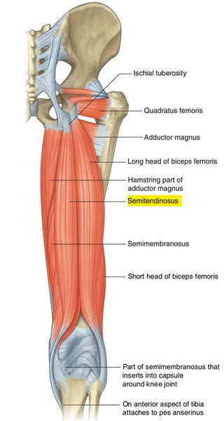 Semitendinosus Muscle Stock Illustration Getty Images