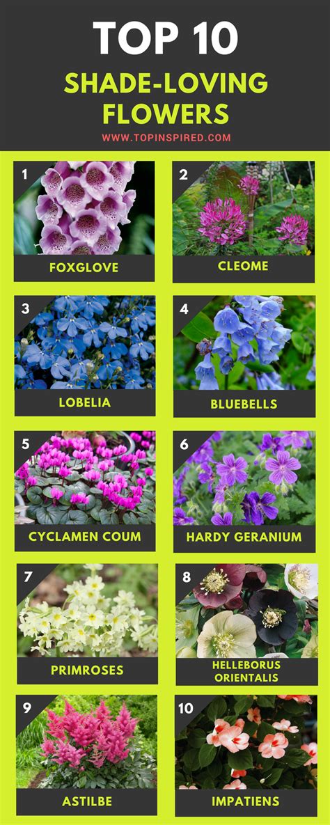 10 Best Shade Flowers Flowering Shade Plants Shade Garden Plants