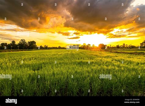 Green Field And Sunset With Beautiful Sky Sunset Landscape Rice Farm