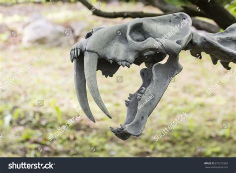 Open Jaw Skeletal Tiger Skeleton Stock Photo 677212582 Shutterstock