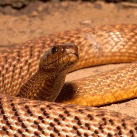 Obwohl der inlandtaipan die giftigste schlange der welt ist, kennt sie kaum jemand. Was ist die giftigste Schlange der Welt? | einWie.com