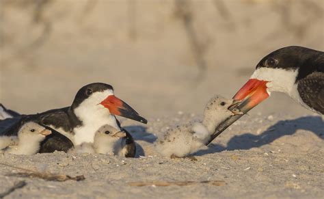 Good News Audubon Celebrates July 4th Bird Stewardship On Floridas