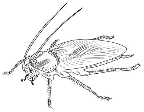 26 Best Ideas For Coloring Roach Coloring Page