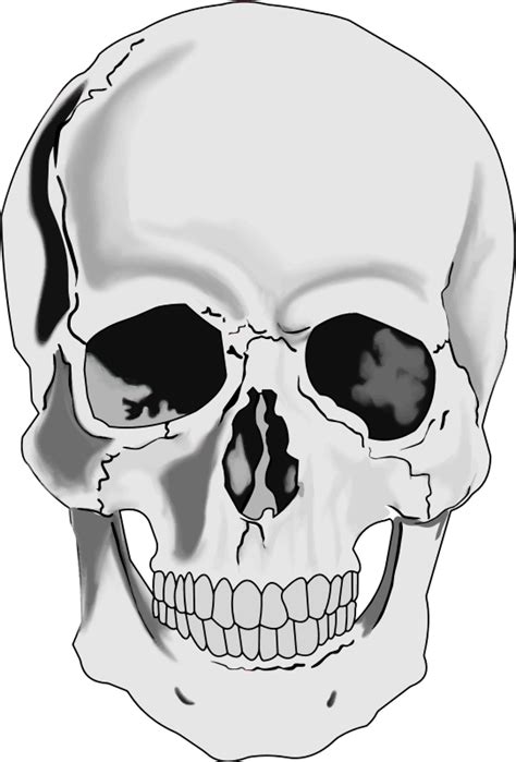 Human Skull Clipart Wikiclipart Sexiz Pix