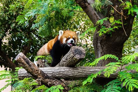 Red Panda On Tree Branch During Daytime Photo Free Kobe Image On Unsplash