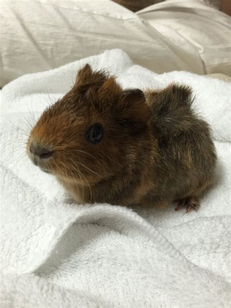 Guinea Pig Small And Furry Adopted 4 Years 11 Months Brownie And Bucky